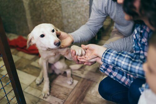 cane in un rifugio per animali con persone 