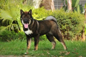 Lo Shikoku: coraggioso e divertente