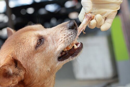 cane riceve un osso da una mano con guanto