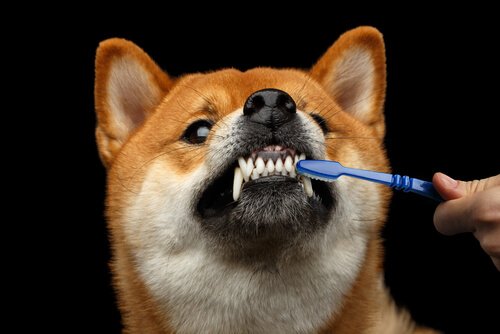 E se il cane non si lascia lavare i denti?