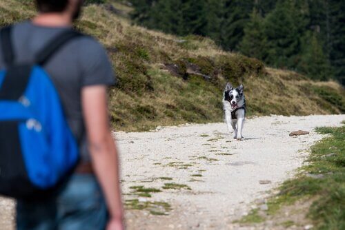 Cane risponde correndo al richiamo del padrone