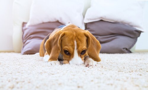cane sdraiato sul tappeto bianco 