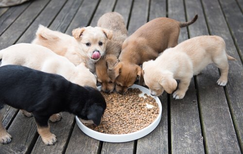 cuccioli di cani randagi mangiano crocchette