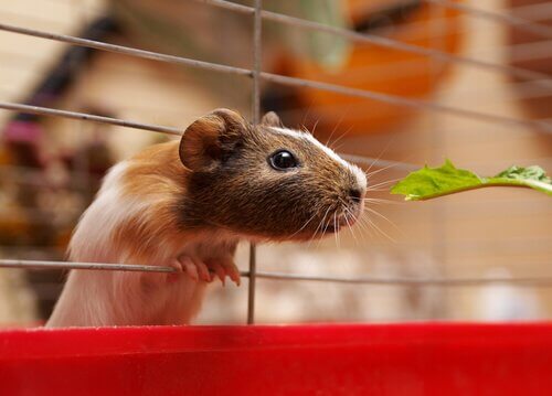 i fiorì di Bach sono un aiuto efficace per i piccoli animali i fiorì di Bach sono un aiuto efficace per i piccoli animali