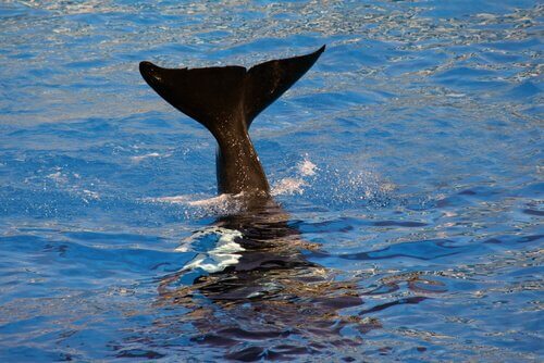 Coda della balena che fuoriesce dall'acqua
