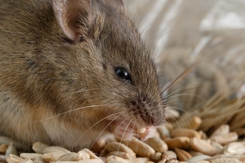 Come combattere un'infestazione di topi?