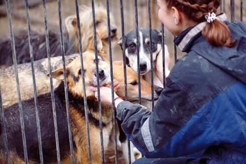 Cosa fanno i volontari in un rifugio per animali?