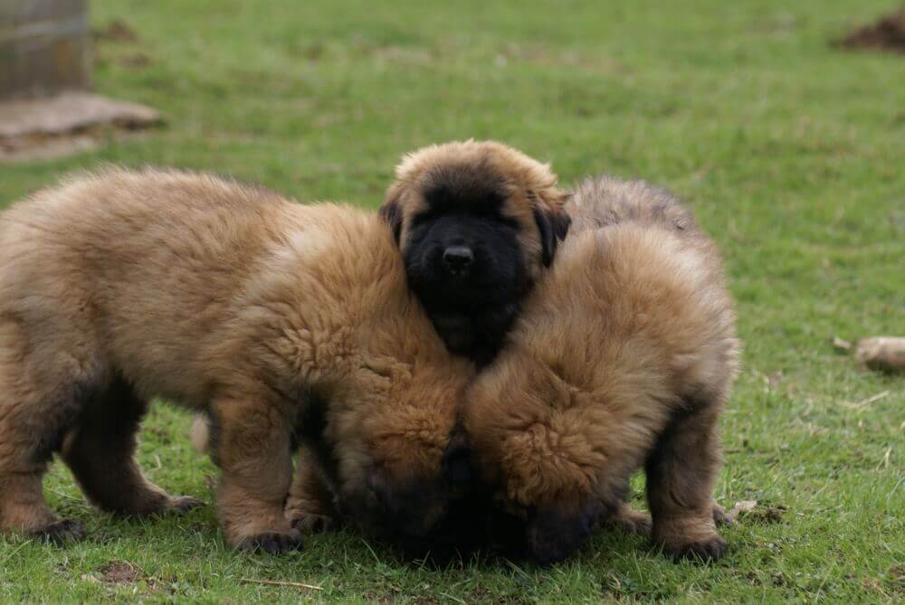 Cuccioli di cane della Serra da Estrela
