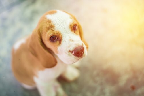 cucciolo di Beagle 