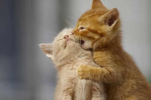 Cuccioli di gatto che giocano