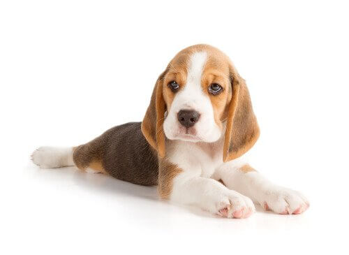 cucciolo di Beagle sdraiato 