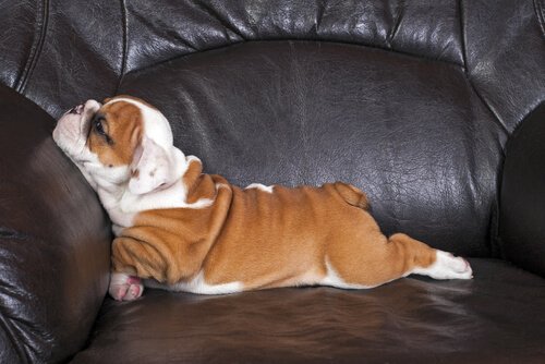 Cucciolo sdraiato sul divano