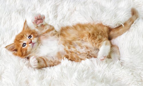 cucciolo di gatto pancia all'aria su un tappeto