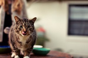 Come cambiare la dieta del vostro gatto