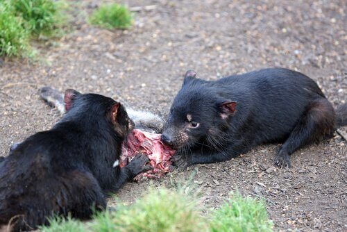 due diavoli della tasmania mentre mangiano
