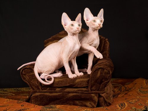 due gatti sphynx cuccioli su una sedia