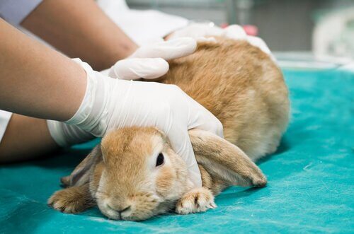 Vaccini per conigli: una guida completa