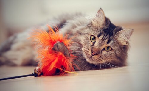 gatto sdraiato che gioca con piuma arancione