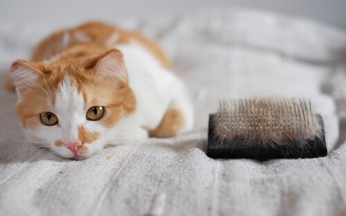 gatto sul letto con spazzola