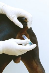 Le ghiandole anali del vostro cane