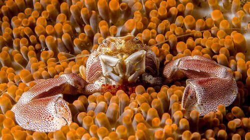 Granchio e anemone di mare