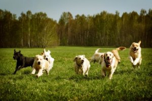 Come insegnare al cane un richiamo infallibile