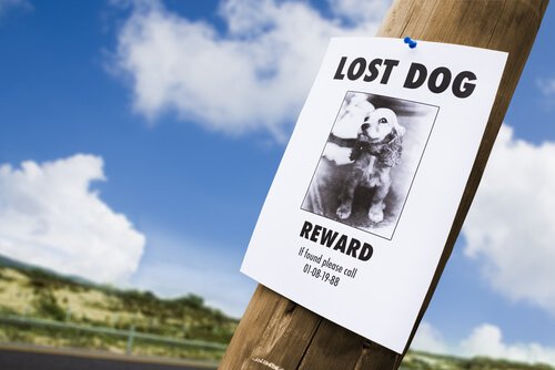 Cartello per la ricerca di un cane smarrito