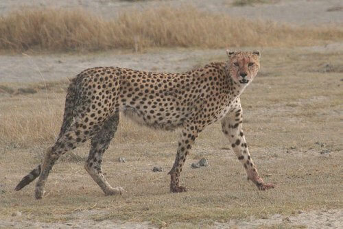 il corpo allungato e magro di un ghepardo