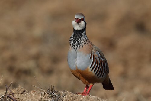 Pernice Chukar