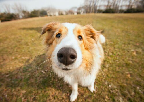 Come trattare il naso secco nel cane