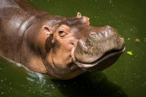 Come sudano gli animali?