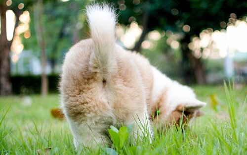 La coda del cane: un mezzo di comunicazione perfetto