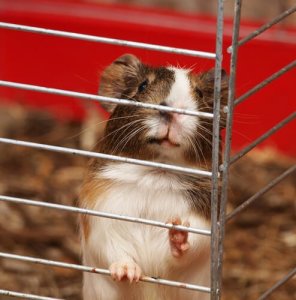 Come deve essere la gabbia di una cavia domestica?