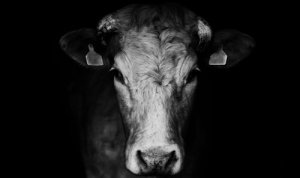 Brucellosi bovina: cause, sintomi e trattamento