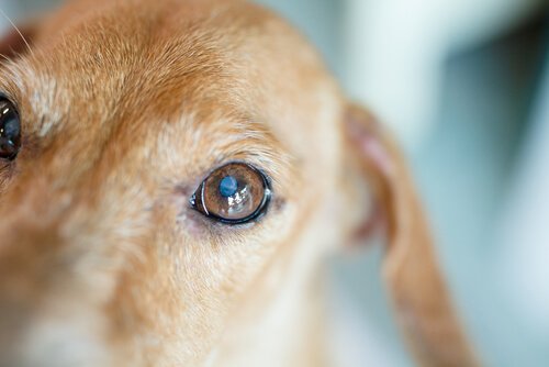 Pulire gli occhi del cane: consigli e raccomandazioni