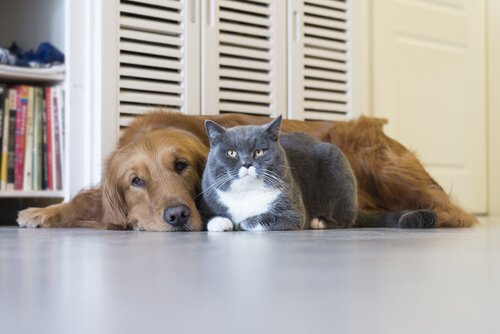 Malattie mortali nei cani e nei gatti: quali sono?