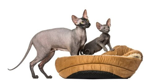 mamma e piccolo di Gatto Peterbald in una cuccia