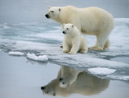 Curiosità sull'orso polare che dovete conoscere - I Miei Animali