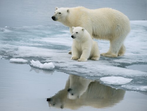 mamma e piccolo di orso polare specchiati nell'acqua