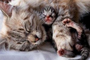 Lo svezzamento dei gatti: tutto quello che dovete sapere