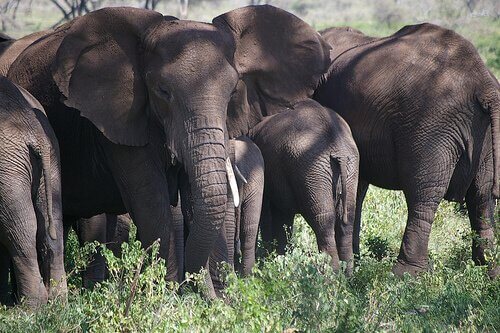 Mandria di elefanti