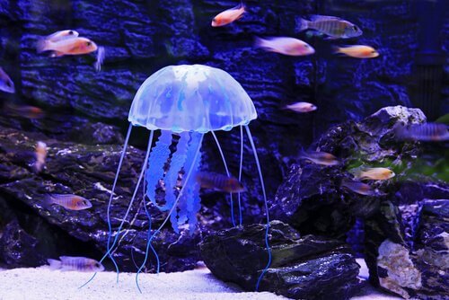 medusa con pesci intorno 