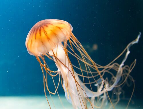 medusa in mare 