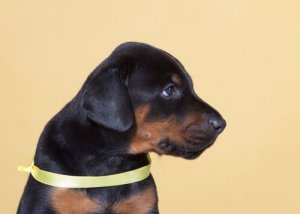 Un nastro giallo permette al cane di avere il suo spazio