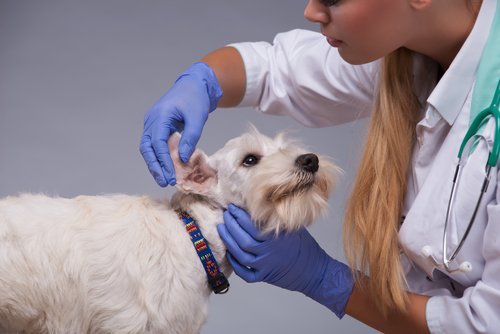 veterinaria pulisce le orecchie di un cane