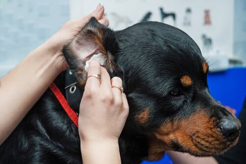 Padrona pulisce le orecchie di un Rottweiler