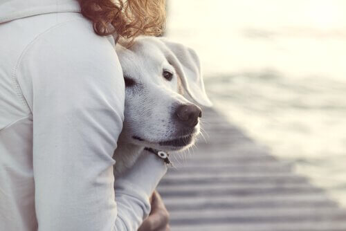 padrona abbraccia cane bianco