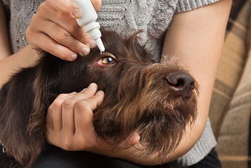 Padrona applica del collirio nell'occhio del suo cane