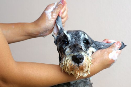 padrona lava le orecchie a un cane