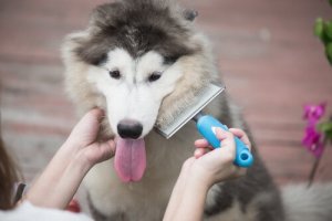 La muta del pelo del cane: un vero incubo!